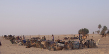 Camellos, Douz, Túnez