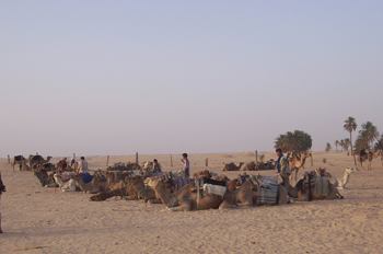 Camellos, Douz, Túnez
