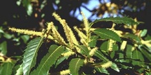 Castaño - Flor masc. (Castanea sativa)