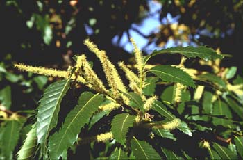 Castaño - Flor masc. (Castanea sativa)