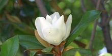 Magnolio - Flor  (Magnolia grandiflora)