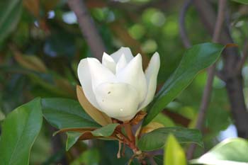 Magnolio - Flor  (Magnolia grandiflora)