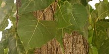 Chopo de Canadá - Tronco (Populus x canadensis)