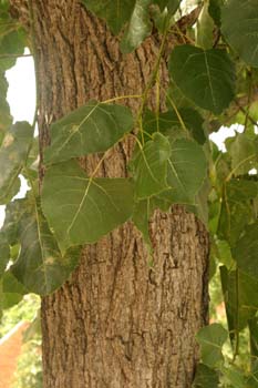 Chopo de Canadá - Tronco (Populus x canadensis)