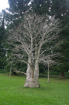 BaoBab, Jardín botánico, Java, Indonesia