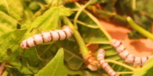 Gusanos de seda