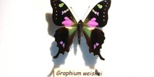 Graphium weiskei (Nueva Guinea)