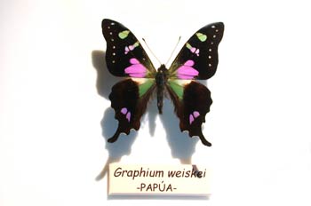 Graphium weiskei (Nueva Guinea)