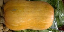 Calabaza