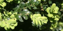 Boj (Buxus sempervivens)