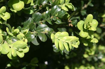 Boj (Buxus sempervivens)