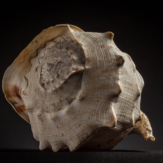 IES_CARDENALCISNEROS_CONCHAS_012