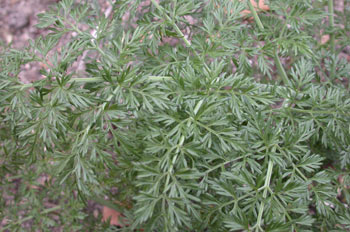 Cañaheja (Ferula communis)