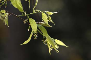 Almez - Flores (Celtis australis)