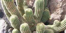 Echinopsis grandiflora