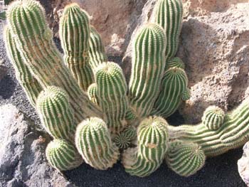 Echinopsis grandiflora