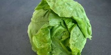 Lechuga