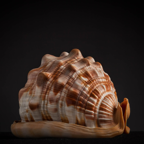 IES_CARDENALCISNEROS_CONCHAS_168