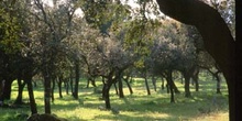 Encina - Bosque (Quercus ilex)