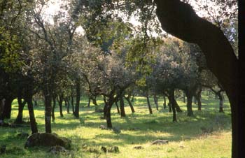 Encina - Bosque (Quercus ilex)