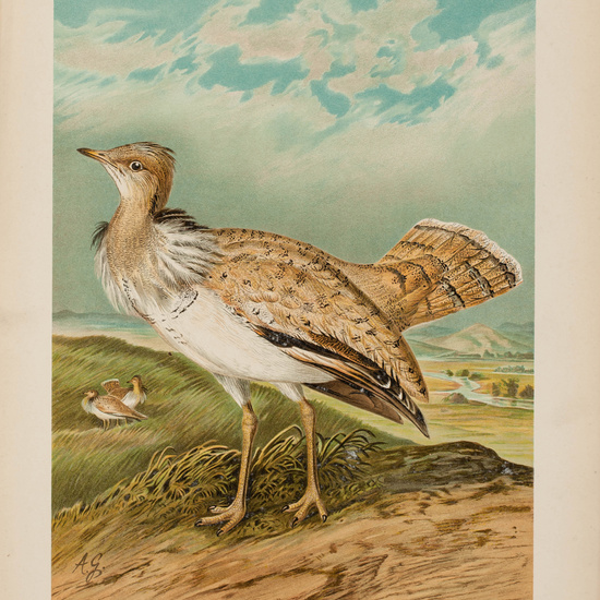 IES_CARDENALCISNEROS_AVES_LAMINAS_007