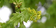 Arce real - Flor (Acer platanoides)