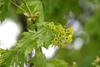 Arce real - Flor (Acer platanoides)