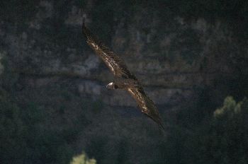 Buitre Leonado, Hoces del Duratón, Segovia, Castilla y León