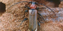 Phymatodes testaceus