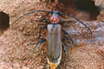 Phymatodes testaceus