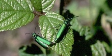 Mosca de España (Lytta vesicatoria)