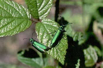 Mosca de España (Lytta vesicatoria)