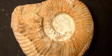 Haugia variabilis (Ammonites) Jurásico