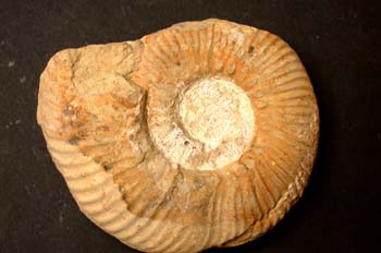 Haugia variabilis (Ammonites) Jurásico