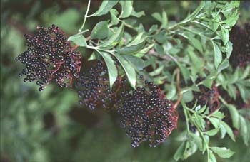 Saúco - Fruto (Sambucus nigra)