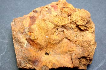 Pleurodictym problematicum (Coral) Devónico