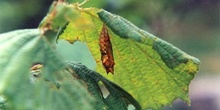 Ninfálido - Crisálida (Nymphalidae fam.)