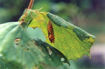 Ninfálido - Crisálida (Nymphalidae fam.)
