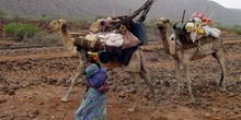 Dromedario cargado, Rep. de Djibouti, áfrica