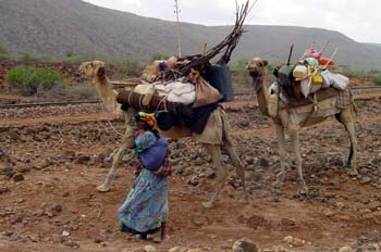 Dromedario cargado, Rep. de Djibouti, áfrica