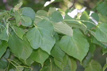 Tilo plateado (Tilia tomentosa)