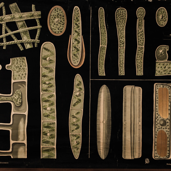 IES_LOPEDEVEGA_CIENCIASNATURALES_050