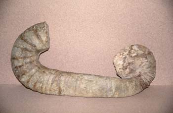 Ammonites sp. (Molusco-Ammonites) Jurásico