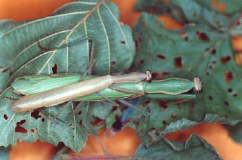 Santa Teresa (Mantis religiosa)