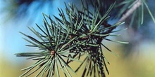 Cedro del Líbano (Cedrus libani)