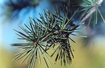 Cedro del Líbano (Cedrus libani)