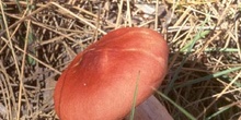 Russula emetica