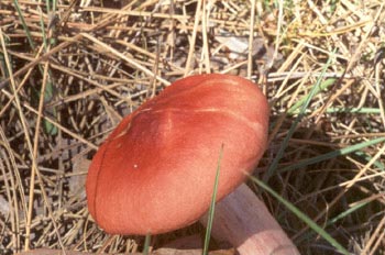 Russula emetica