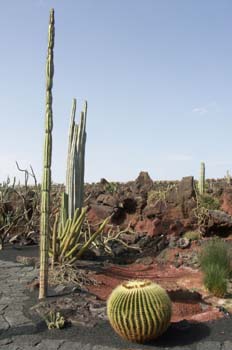 Echinocactus grusonii