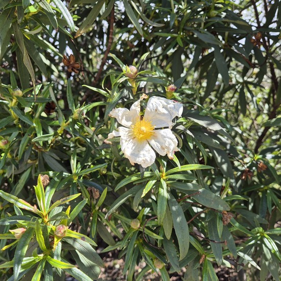 The Alhóndiga Park - flowers